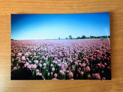 flower beds turned out to be the theme in this particular weekend trip