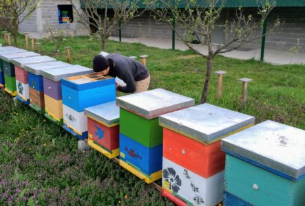 not so far from quitting this project to become a bee keeper (Serbia, April '17)