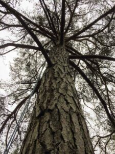 my rope draping from the tree i'd just climbed in Estonian countryside (June '18)
