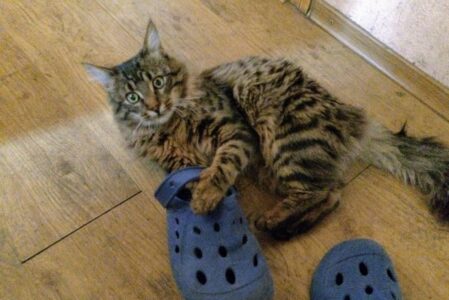 their infamous cat — i forget the name