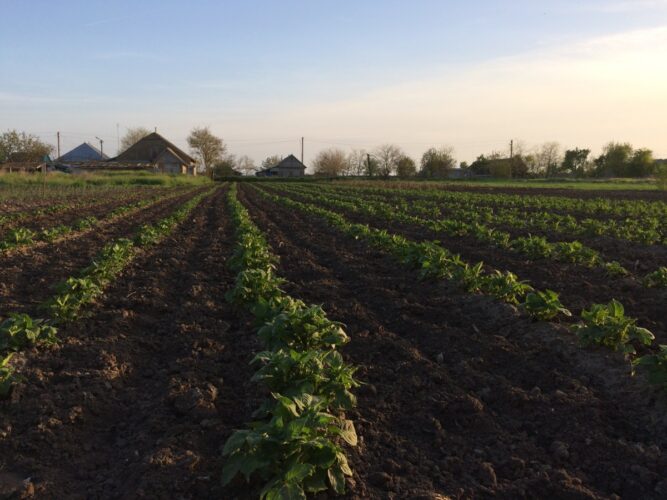 they also have a well-groomed farm