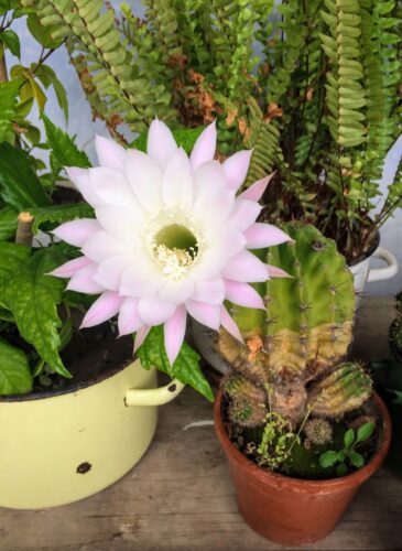 their garden is also beautifully kept --- this particular flower drew my attention the most