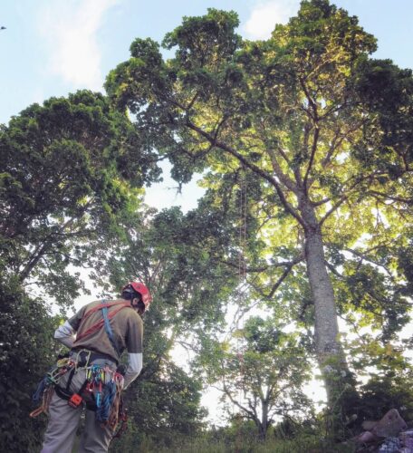 ready to climb Mt. Fuji --- the name i gave to the tree at my friend Fuji's Summer cottage in Sweden (Summer '17)