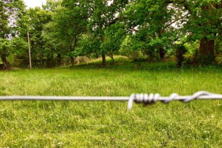 my camera could not focus on the spider walking the electrified wire nearly as much as i did