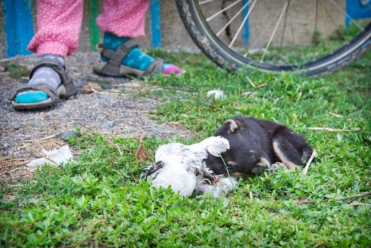 Novoselivka (Sarata district)