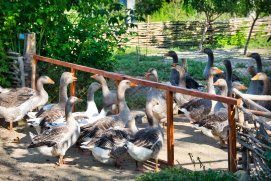 Teplytsia (Artsyz district)