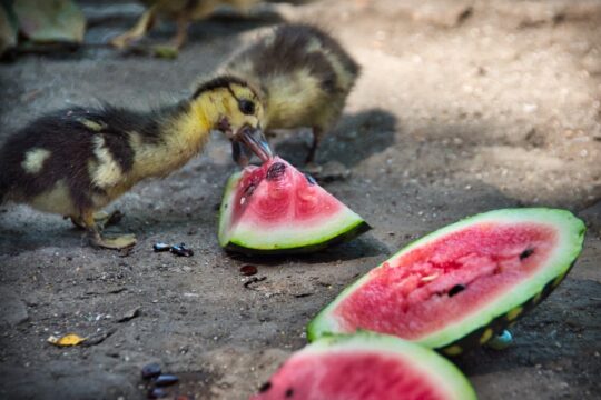 Lyman (Tatarbunary district)